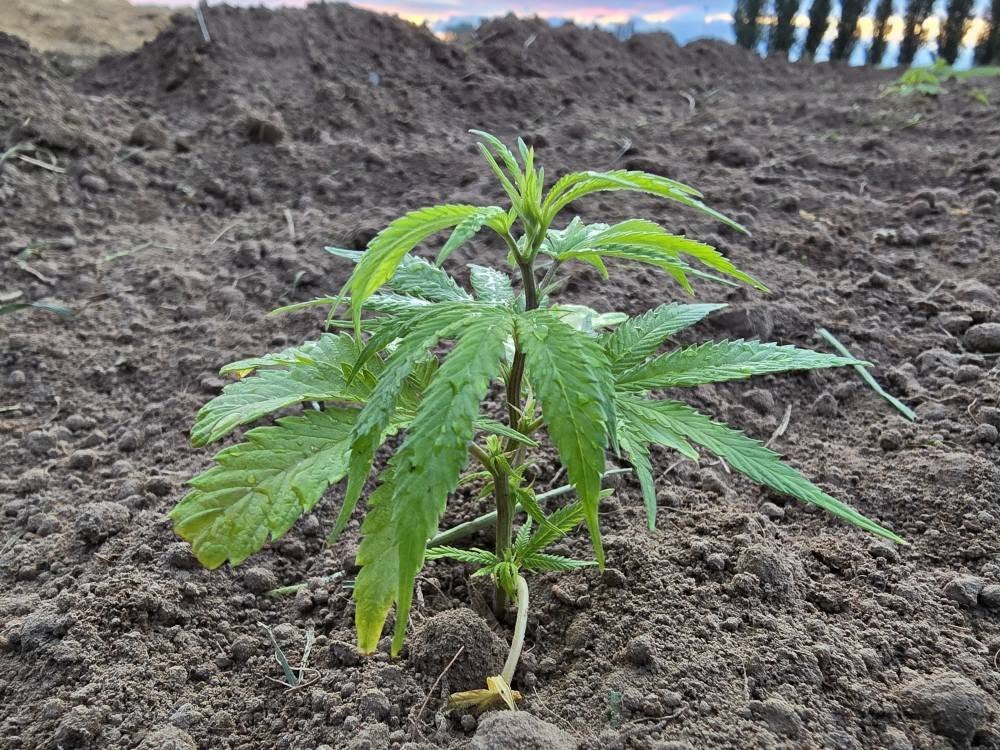 Ferme Messean. Production de CBD selon les lois françaises