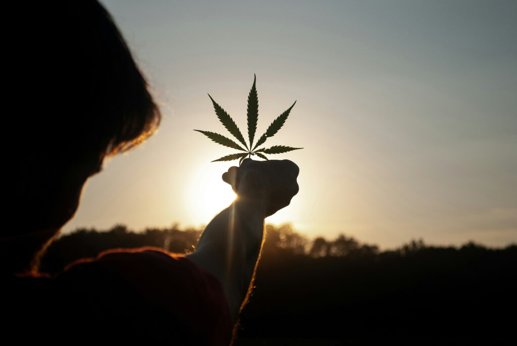 A propos de notre production de CBD chez GREEN MOUSE CBD