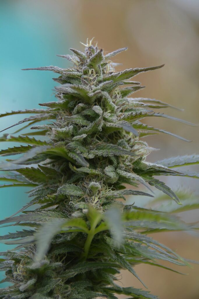 Aucune description alternative pour cette image