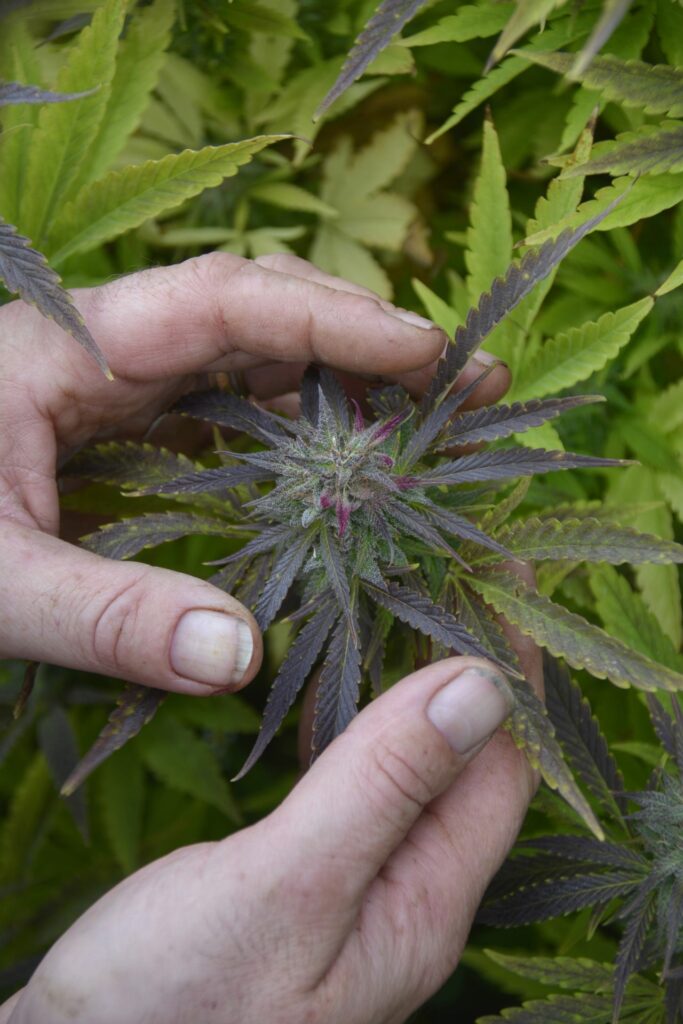 Aucune description alternative pour cette image